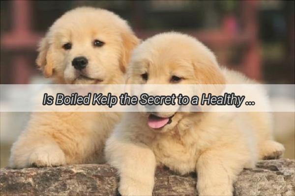 Is Boiled Kelp the Secret to a Healthy Dogs Diet Discover the Truth